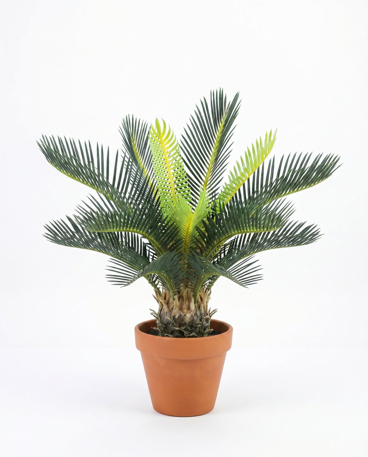 Maison Moya - Sago Palm Compact Tropical Plant - studio packshot
