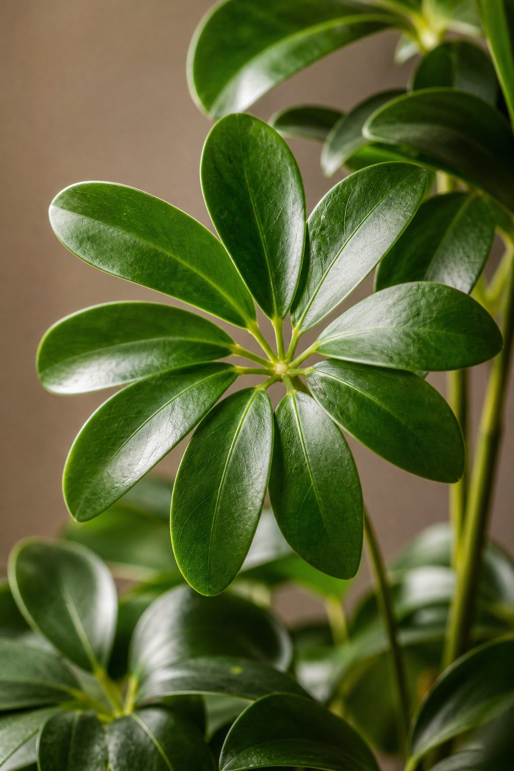 Maison Moya - Schefflera Umbrella Faux Tree - closeup detail