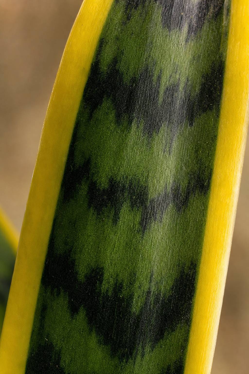 Maison Moya - Snake Plant Architectural Faux Plant - closeup surface