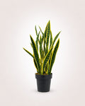 Sansevieria Planta artificial