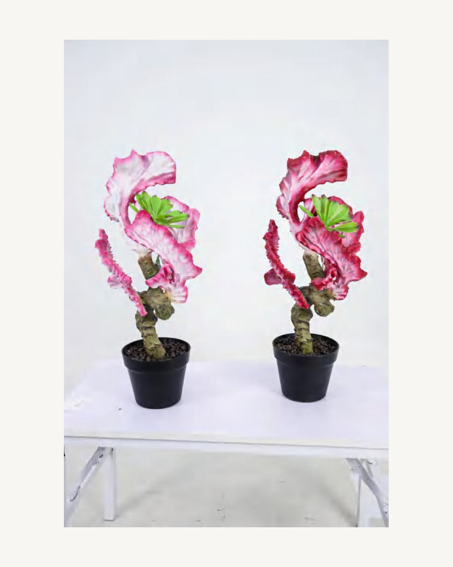Sorrento Artificial Coral Cactus, full product studio view in the included nursery pot