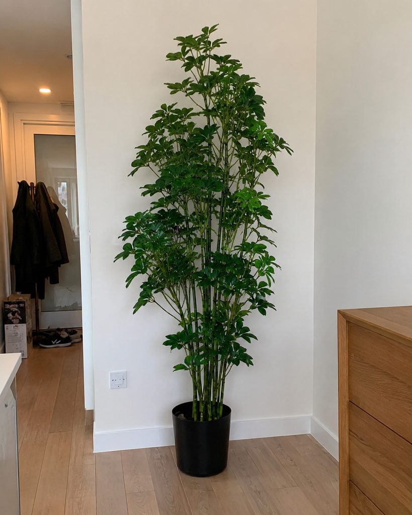 Singular Flat Statement Indoor Tree customer photo