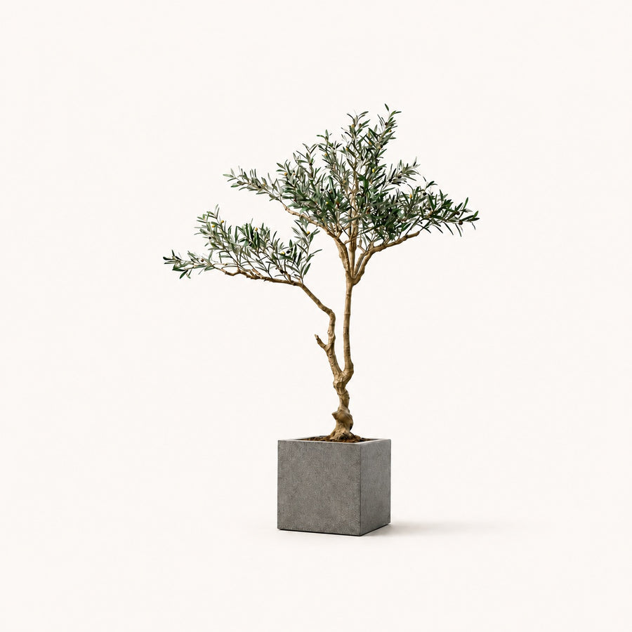 Olive Tree Classic Mediterranean