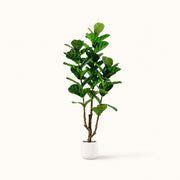 Arbre artificiel Ficus Lyrata