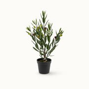 Plante artificielle Olivier Mini