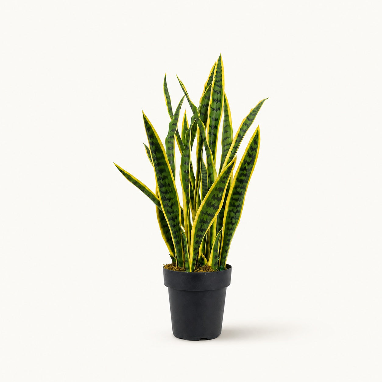 Plante artificielle Sansevière