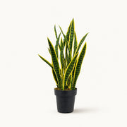 Plante artificielle Sansevière